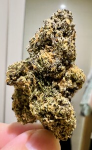 Close-up of a cannabis flower bud held in hand.