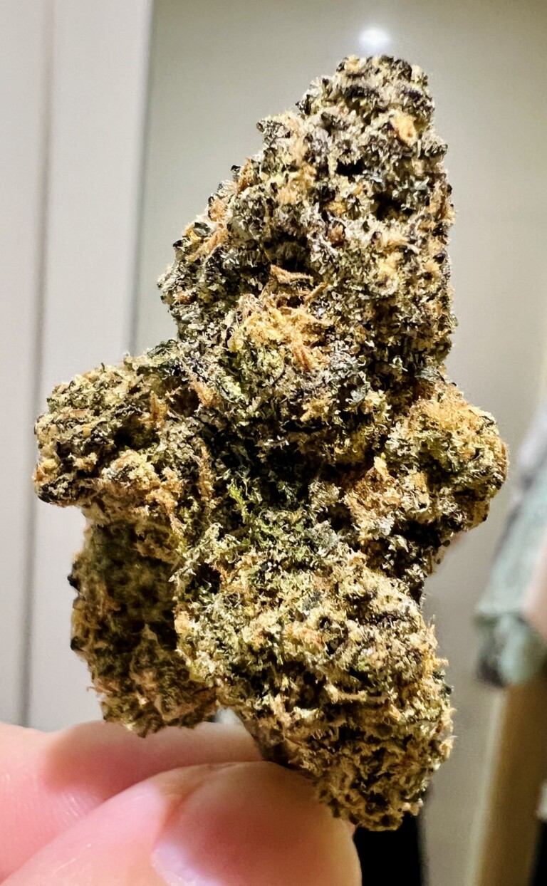 Close-up of a cannabis flower bud held in hand.