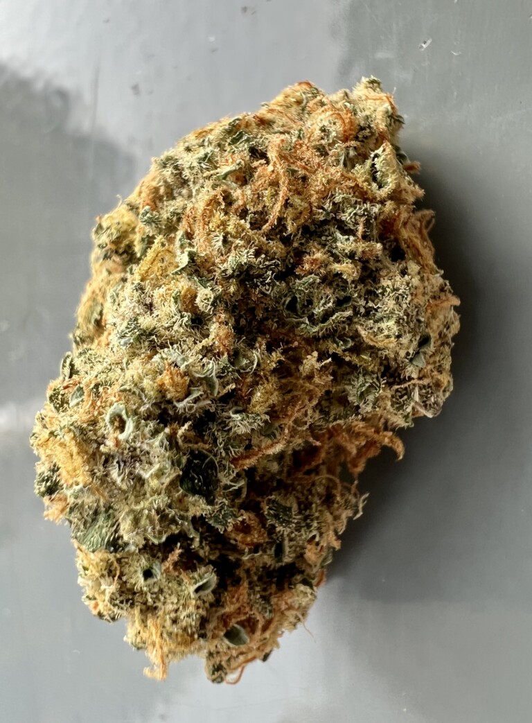 Close-up of a cannabis bud with orange hairs on gray background.