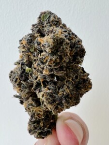Hand holding a purple and orange cannabis flower bud.