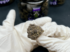 Yammi Cannabis Farm & Store, Pattaya, Thailand, cannabis flower Tropicana Cherry being held.