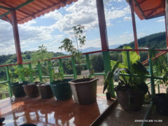 Cannabis plants at ยิ้มเยิ้ม กัญฯ420 in Nong Phai, Phetchabun, Thailand. Tranquil weed shop with scenic mountain views.