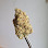 Close-up of a yellow, textured object on a black wire.