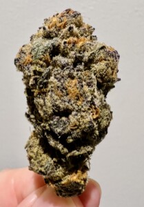 Close-up of cannabis bud, green, purple, and orange hues, being held by a person.