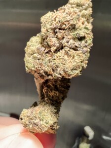 A close-up of a cannabis bud held by a person's fingers, with dense green, purple, and brown trichomes.