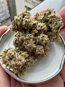 Several green cannabis buds with orange hairs, on a small white container held by a hand.