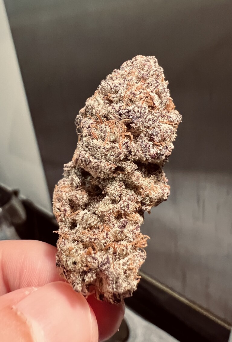 Close-up of a cannabis bud held by a person's fingers, showing purple and orange hues and a crystalline texture.