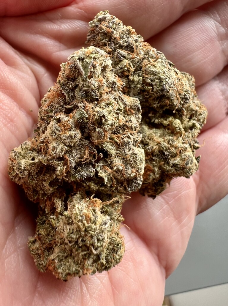 Two cannabis buds held in a hand, showing green, orange, and brown coloration.