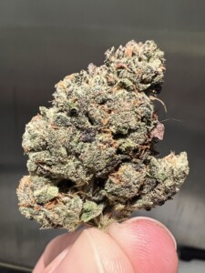 A close-up of a cannabis bud, held by fingers, exhibiting trichomes and various shades of green, purple, and orange.