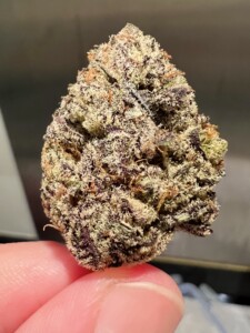A close-up of a cannabis bud with purple and green hues being held between fingers.