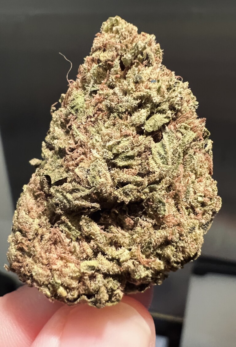 Bud of cannabis, with green and brown colors and fine hairs.