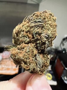Close-up of a cannabis bud held by a hand, showing trichomes, shades of green, brown, and purple.