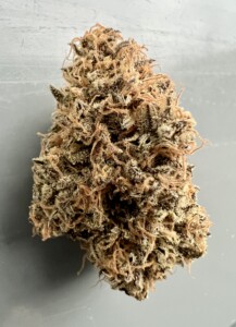 A close-up of a cannabis bud with dense green and brown foliage, covered in orange-brown hairs, against a gray background.