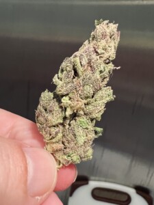 Hand holding a dense cannabis bud with green and purple hues.