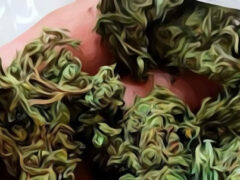 Hand holding cannabis flower from BaanHip dispensary, Nakhon Ratchasima, Thailand. Weed for sale.