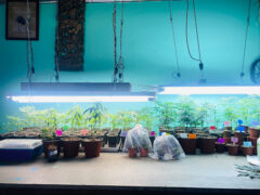 Indoor cannabis grow at Ban Ganja dispensary, Ko Chang, Thailand. Many potted cannabis plants under lights.