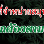 BBกัญ Cannabis Shop Satun