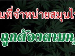 BBกัญ Cannabis Shop Satun sign, cannabis leaf logo. Cannabis dispensary in Mueang Satun District, Thailand.