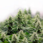 ไร่กัญชา บุปผากัญ | Bupphakan Cannabis Farm