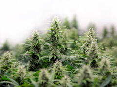Close-up of cannabis flower at ไร่กัญชา บุปผากัญ farm in Watthana Nakhon District, Sa Kaeo, Thailand.