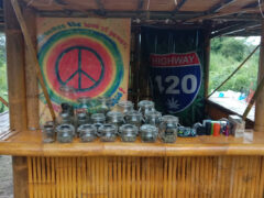 Cannabis @ Phuket shop in Thalang District, Phuket, with flower jars displayed on a bamboo counter, peace sign art, and 