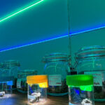 Cannabis Bar