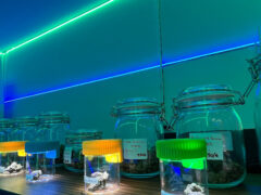 Cannabis Bar in Choeng Thale, Phuket, displays cannabis flowers in jars; includes 