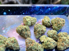 Cannabis flower buds on a tray at บ้านกัญ Cannabis house in Udon Thani, Thailand.