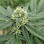 Green plant with a cluster of small, light-colored flowers at the top center and large leaves.