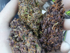 Cannabis Shop Phuket: Close-up of purple cannabis flower strains at Kathu weed dispensary, Phuket, Thailand.