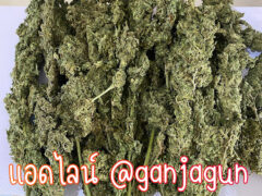 Cannabis flower at กันชากัญ (กัญชา) Ganja Gun, Lam Luk Ka, Pathum Thani, Thailand.
