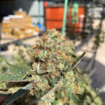 Golden Horse Hemp Limited Partnership