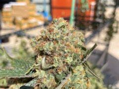 Close-up of cannabis flower, potentially at Golden Horse Hemp in Loei, Thailand.