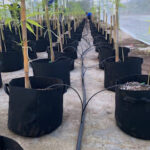 Goldnabis Group