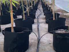 Inside view of a cannabis greenhouse in Ta Kha, Bang Pla Ma District, Suphan Buri, showing cannabis plants in black pots with a watering system.