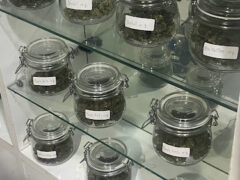 GreenDay420 cannabis dispensary, Bang Phueng, Thailand: Display of cannabis flower strains in jars.