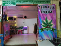 Exterior of Growertiger café cannabis & P-milk café in Mueang Phan, Chiang Rai, Thailand, showing cannabis shop sign and interior.