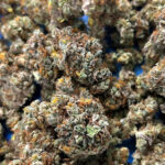Happy Herbs Farm and Dispensary Chaing Rai