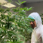 HEAVY CANDY (Garden)