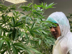 HEAVY CANDY (Garden) cannabis plants in Mae Rim District, Chiang Mai. Dispensary employee inspecting cannabis flower.