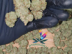 Hydroganja ไฮโดรกัญจ้า cannabis flower buds on a tray in Chaiyaphum, Thailand.
