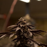Hysoutheast Cannabis
