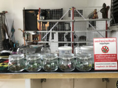 JAH BOY WD cannabis shop in Nakhon Ratchasima, Thailand. Cannabis flower displayed in jars with Thai warning sign.