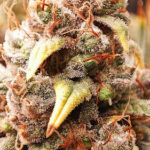 JoeHerb Cannabis​ Farm(แม่แตง)