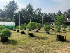 Cannabis plants at JW Farm Chumphon, a weed dispensary in Tak Daet, Chumphon, Thailand.
