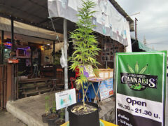 King Weeds Cannabis shop exterior, Bang Rak Phatthana, Nonthaburi, Thailand. Cannabis plant and dispensary signage visible.