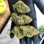 Lanta cannabis 420 THC weed, marijuana, Mary Jane
