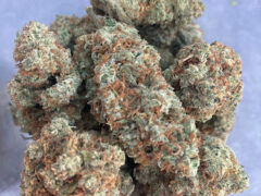Close-up of exotic cannabis flower from Loei THC กัญชา Exotic, a cannabis shop in เมือง Loei, Thailand.