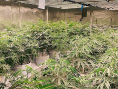 Indoor cannabis grow at Mavoix Weed Field มาวัว วีดฟิลด์, Lamphun, Thailand.