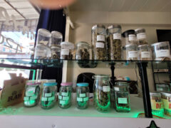 MAYAN 420 CLUB cannabis shop in Khon Kaen, Thailand. Shelves displaying Gelato, Skywalker, and other cannabis flower strains.